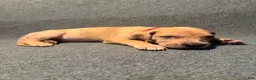 Great Dane dogs for sale: Red Collar - Ad 5