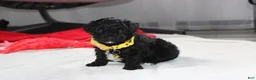 Yorkiepoo dogs for sale: Rocky - Ad 10
