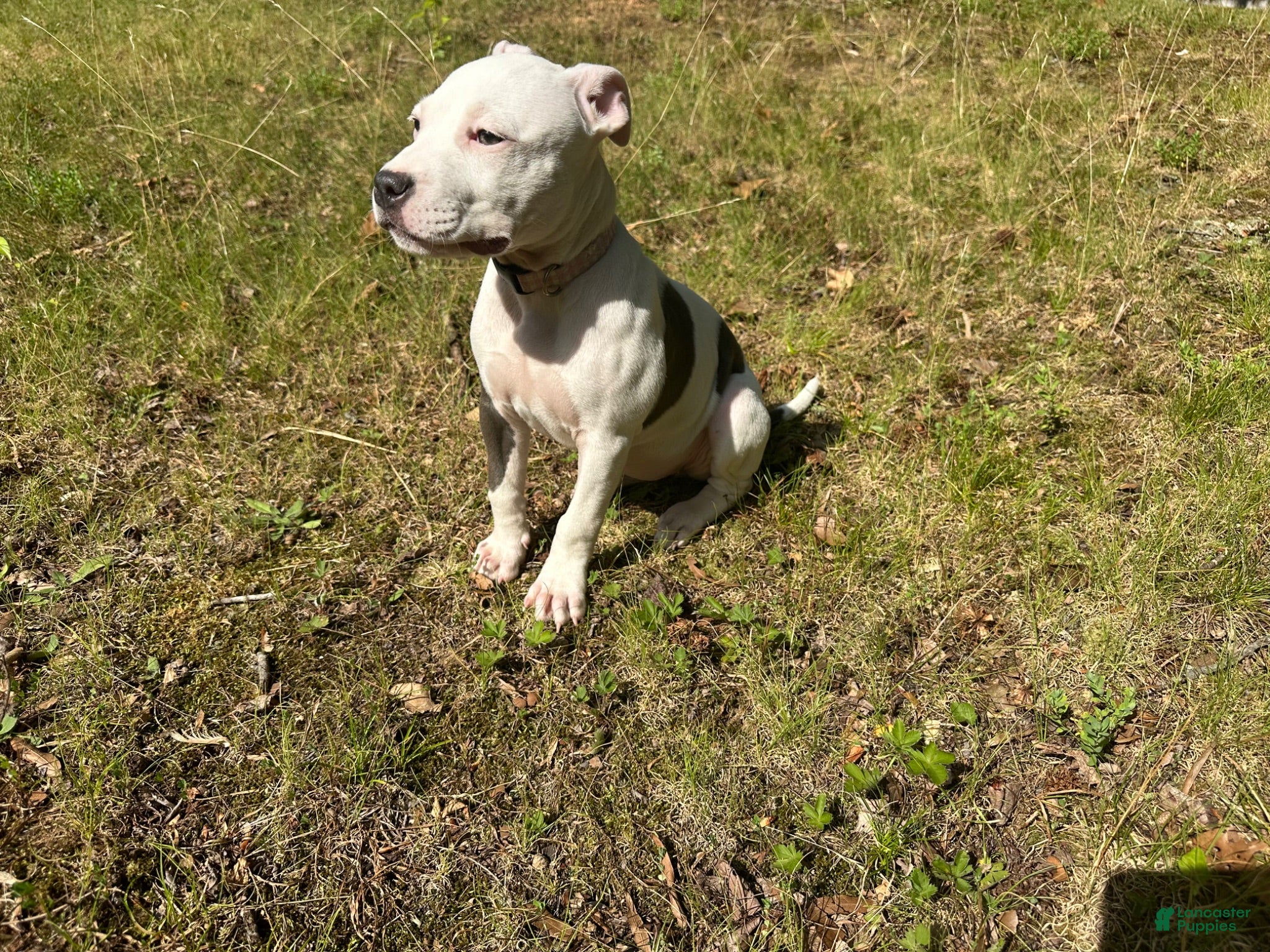 American Pit Bull Terrier dogs American Pit Bull Terrier 1 - Ad 17