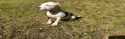 American Pit Bull Terrier dogs for sale: American Pit Bull Terrier 1 - Ad 1