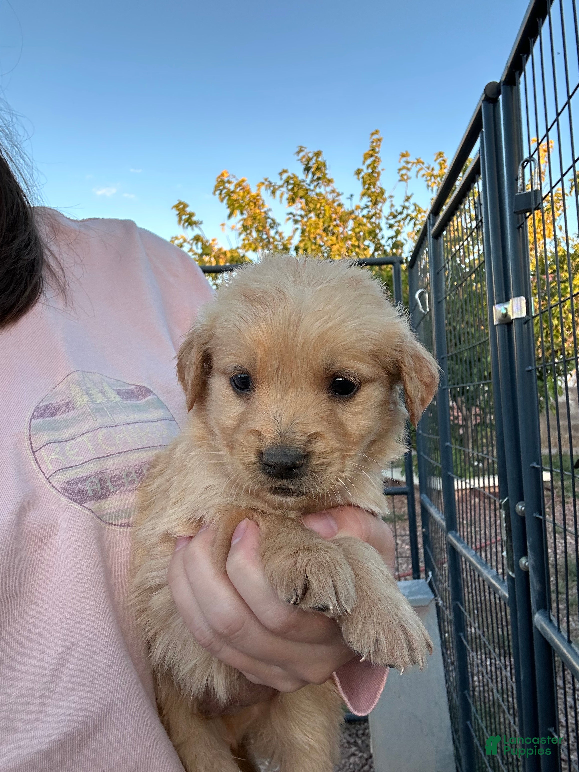 Golden Retriever dogs for sale: Tucker (yellow) - Ad 19