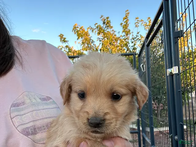 Golden Retriever dogs for sale: Tucker (yellow) - Ad 31
