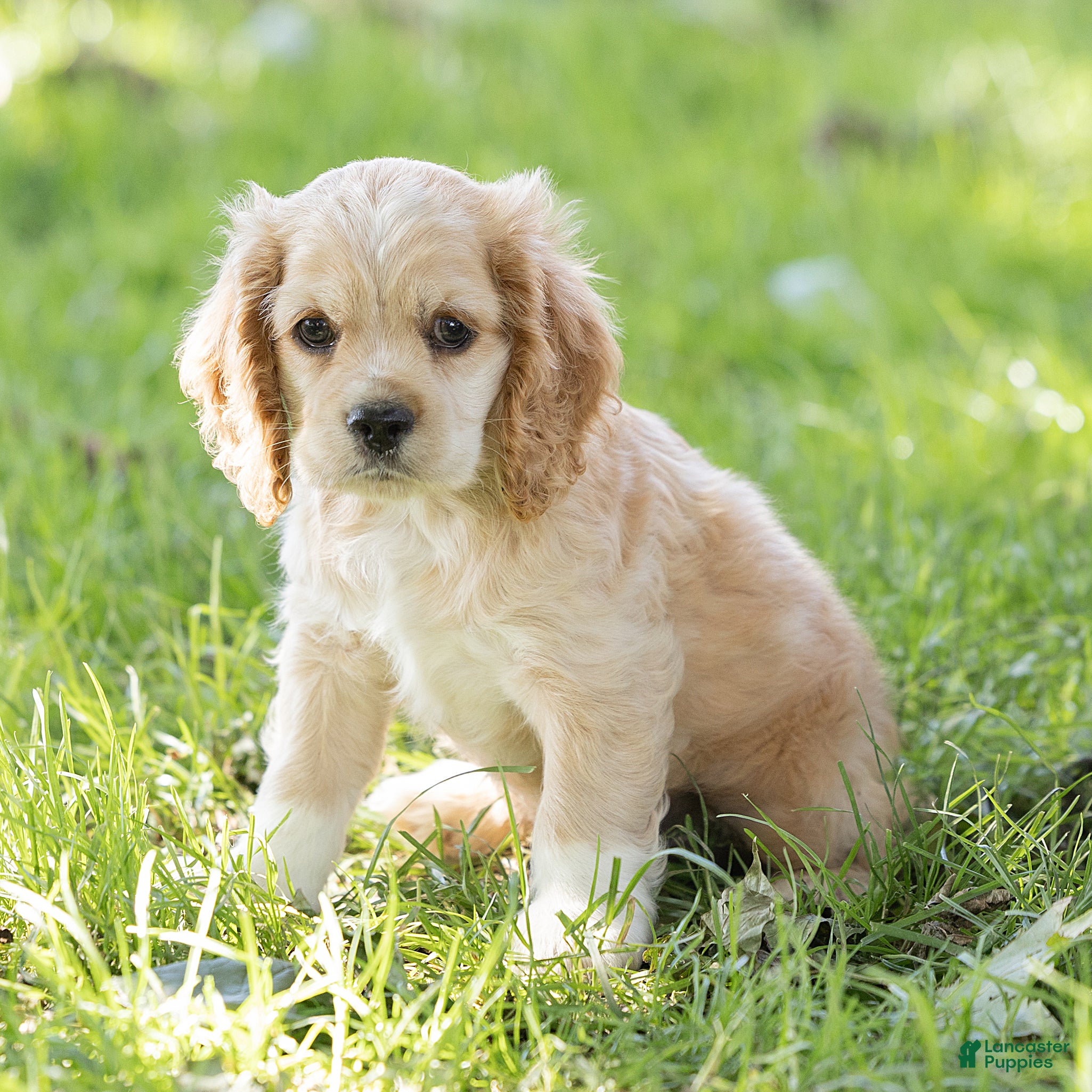 Cocker Spaniel dogs Buddy Cocker Spaniel  - Ad 24