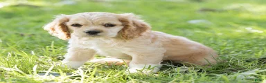 Buddy Cocker Spaniel 