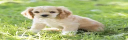 Cocker Spaniel dogs for sale: Buddy Cocker Spaniel  - Ad 1