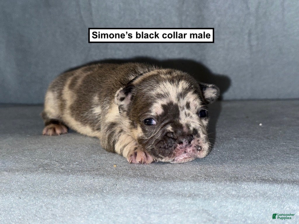 French Bulldog dogs AKC Simone's Black Collar Male - Ad 36