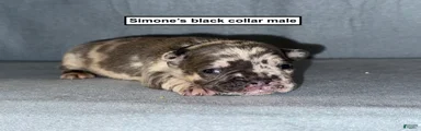 AKC Simone's Black Collar Male