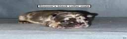 French Bulldog dogs for sale: AKC Simone's Black Collar Male - Ad 1