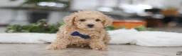 Schnoodle dogs for sale: Bruno - Ad 3