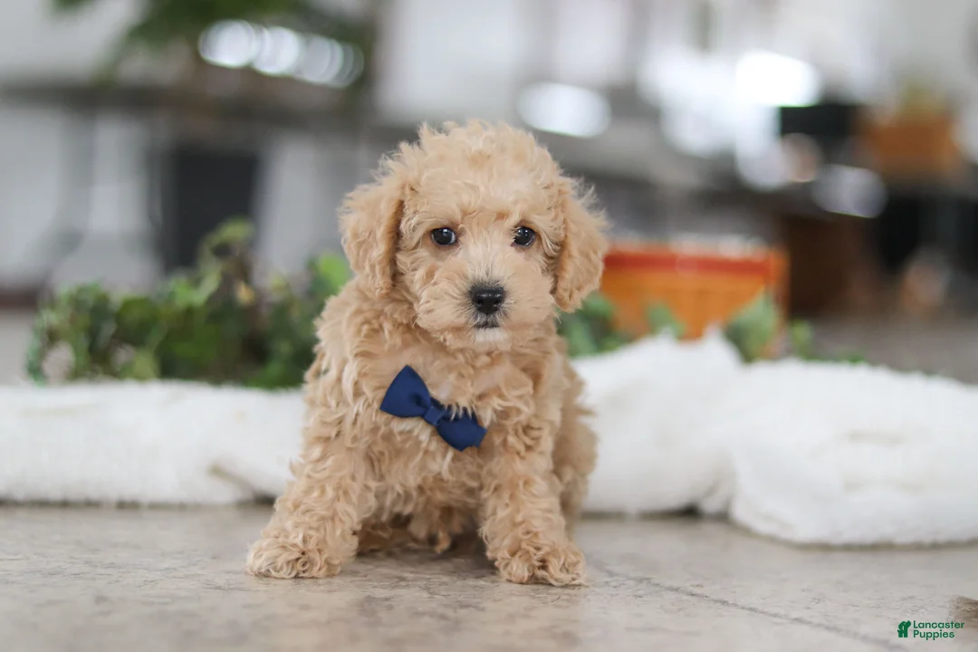 Schnoodle dogs for sale: Bruno - Ad 3