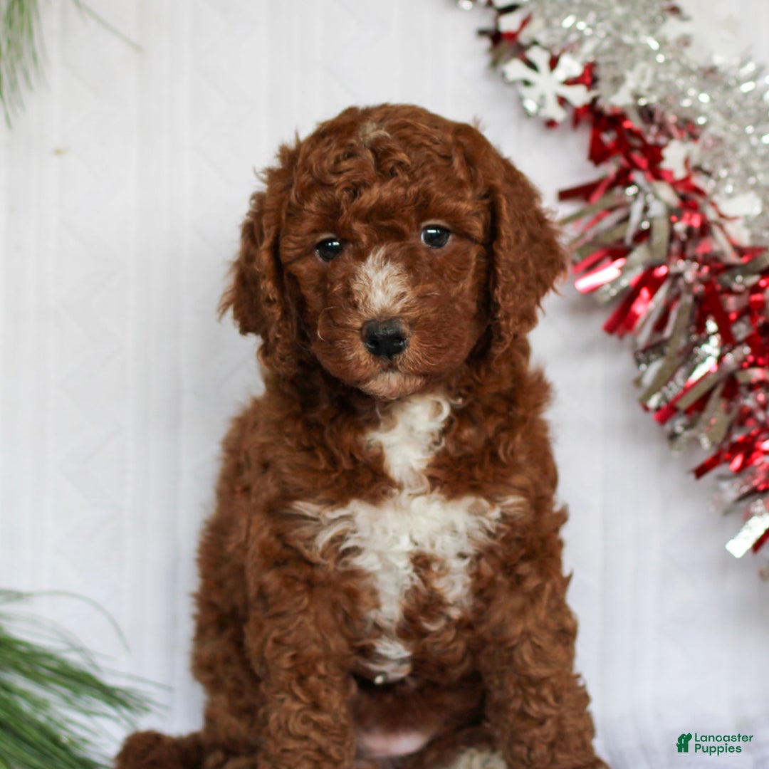 Mini Goldendoodle dogs for sale: Cinnamon  - Ad 2