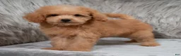 Mini Goldendoodle dogs for sale: Lily ID: 3854 - Ad 3