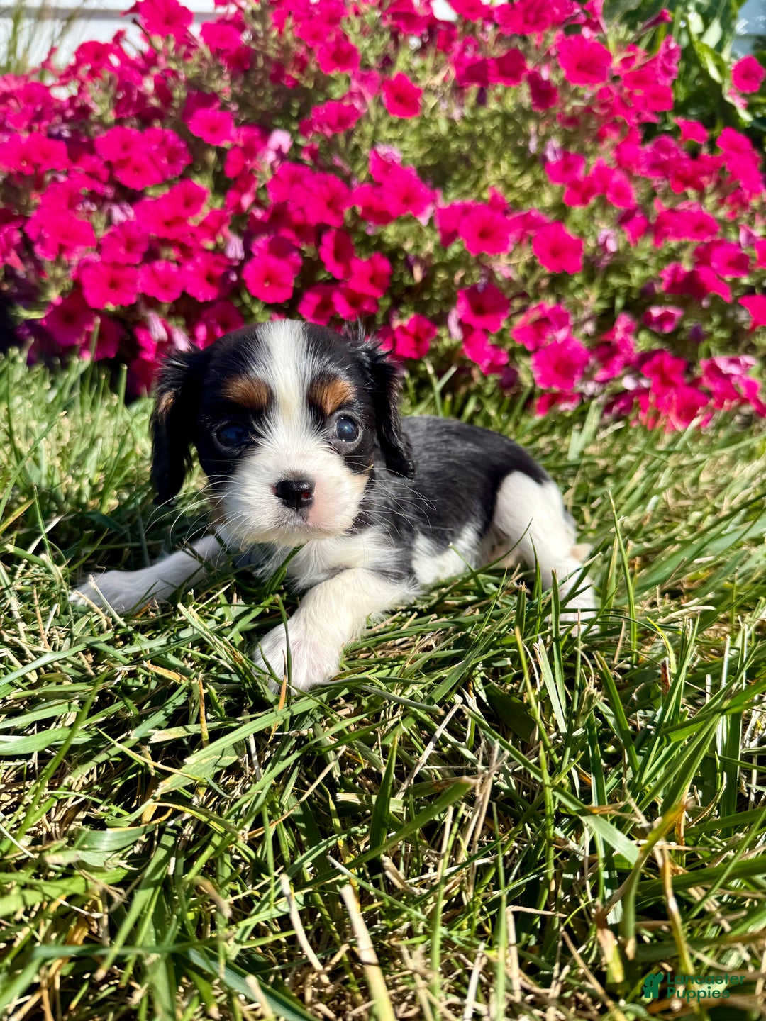 Cavalier King Charles Spaniel dogs for sale: Roscoe - Ad 15