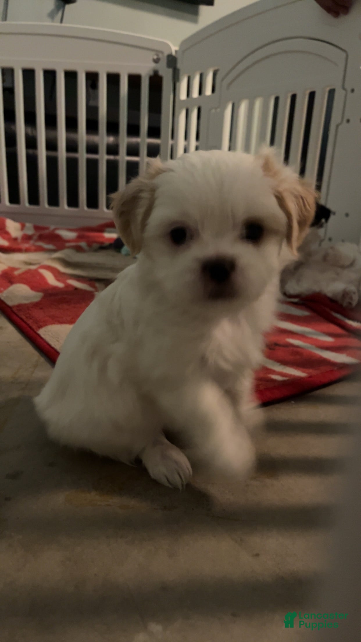Shih Tzu dogs for sale: Shiro - Ad 3