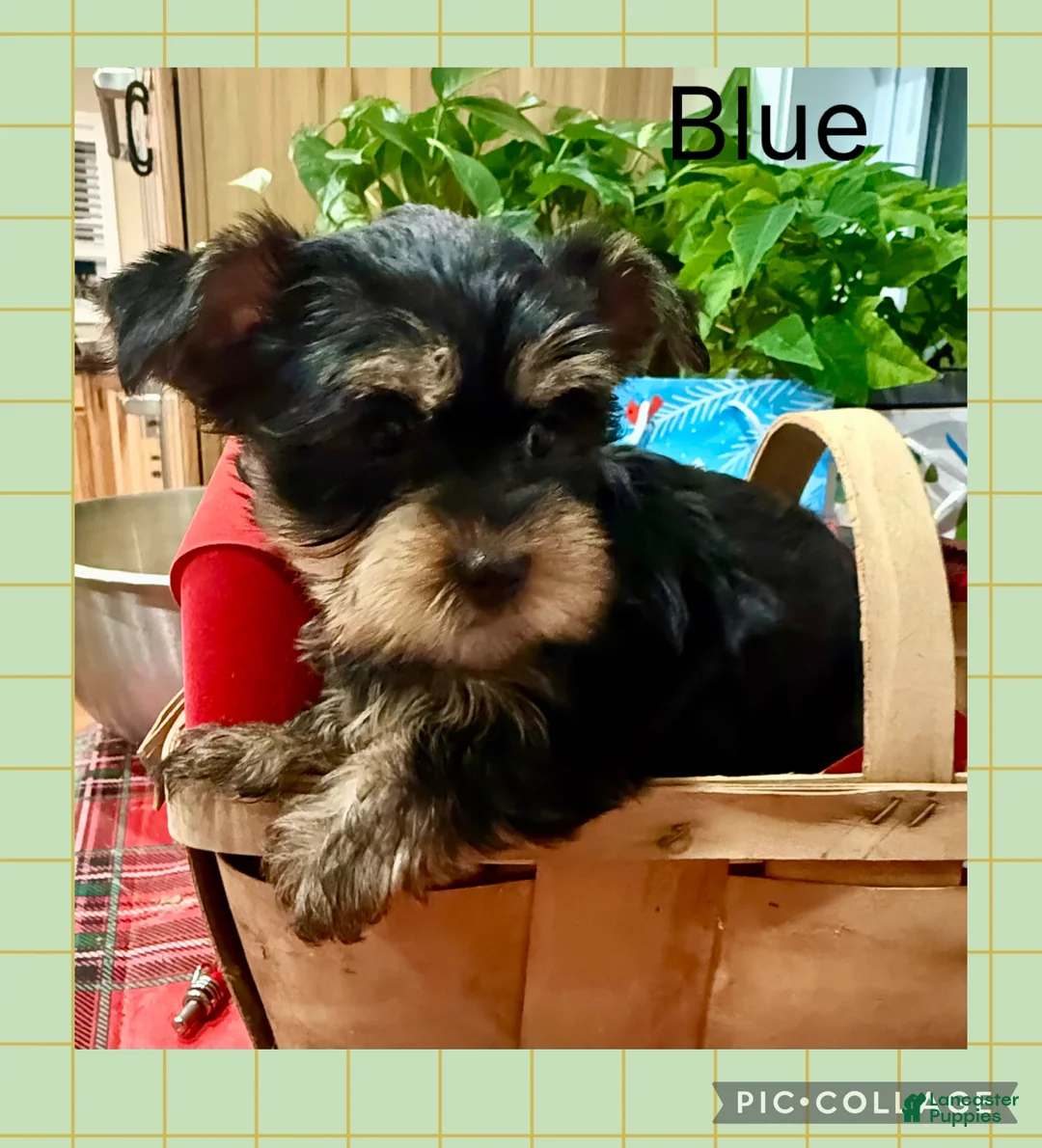 Gallery Image {{count}}