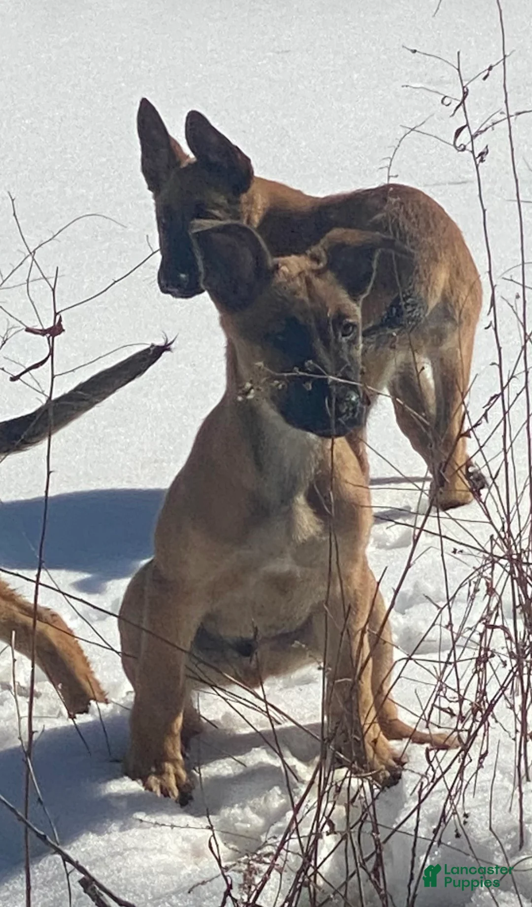 Mixed Breed dogs for sale: Mixed Breed Puppy 2 - Ad 1