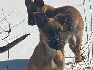 Mixed Breed dogs Mixed Breed Puppy 2 - Ad 19