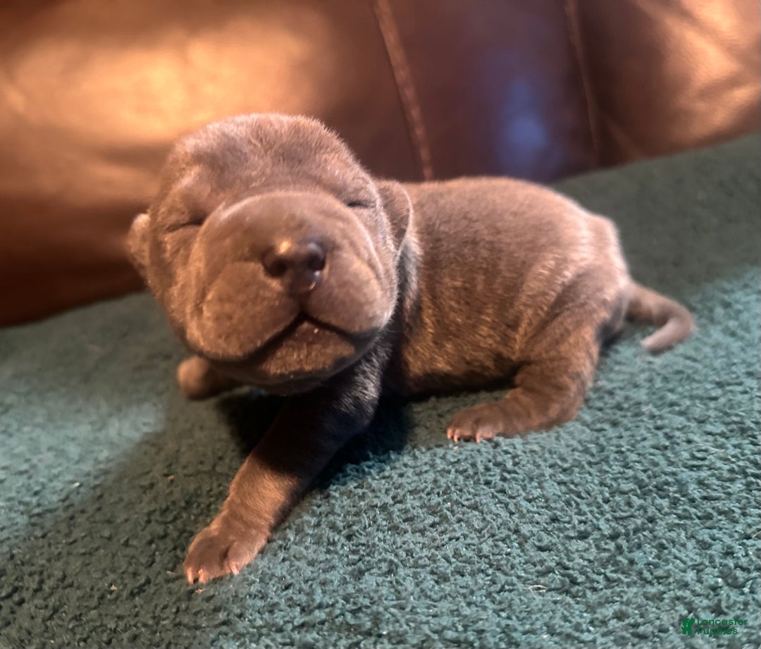 Shar Pei dogs for sale: Clementine - Ad 5