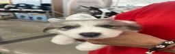 Great Pyrenees dogs for sale: Zeus  - Ad 1