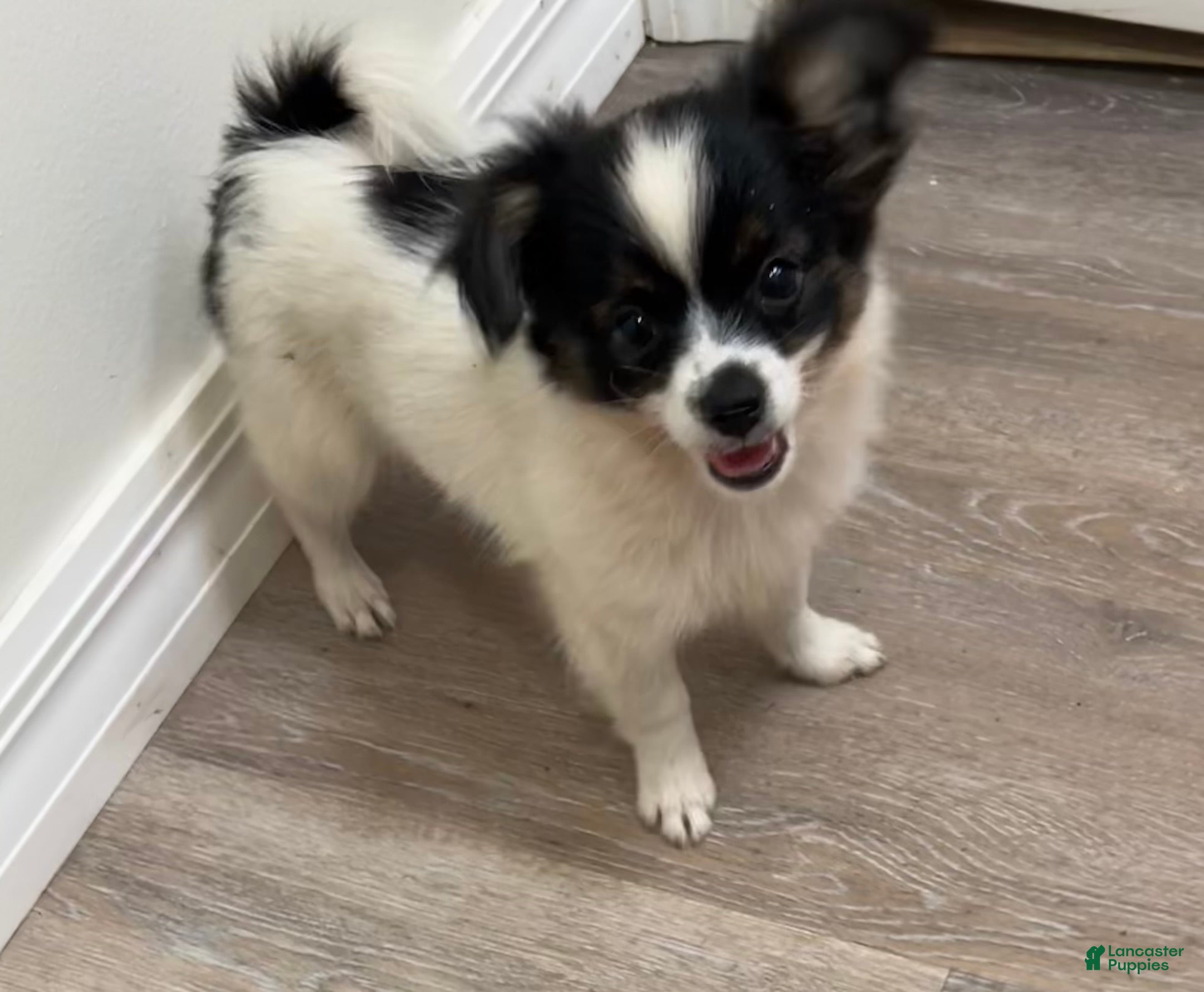 Mixed Breed dogs for sale: Teacup Hypoallergenic Female  - Ad 1