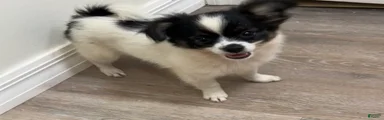 Teacup Hypoallergenic Female 
