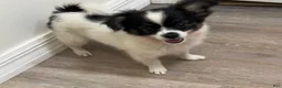 Mixed Breed dogs for sale: Teacup Hypoallergenic Female  - Ad 1