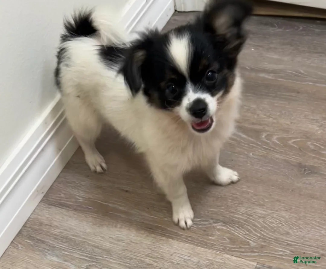 Mixed Breed dogs for sale: Teacup Hypoallergenic Female  - Ad 1