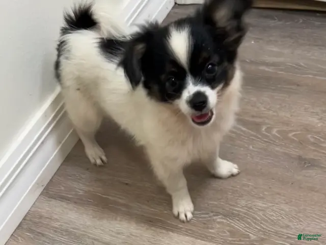 Mixed Breed dogs Teacup Hypoallergenic Female - Ad 1