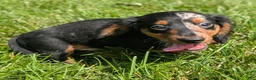 Miniature Dachshund dogs for sale: Miniature Dachshund 2 - Ad 4