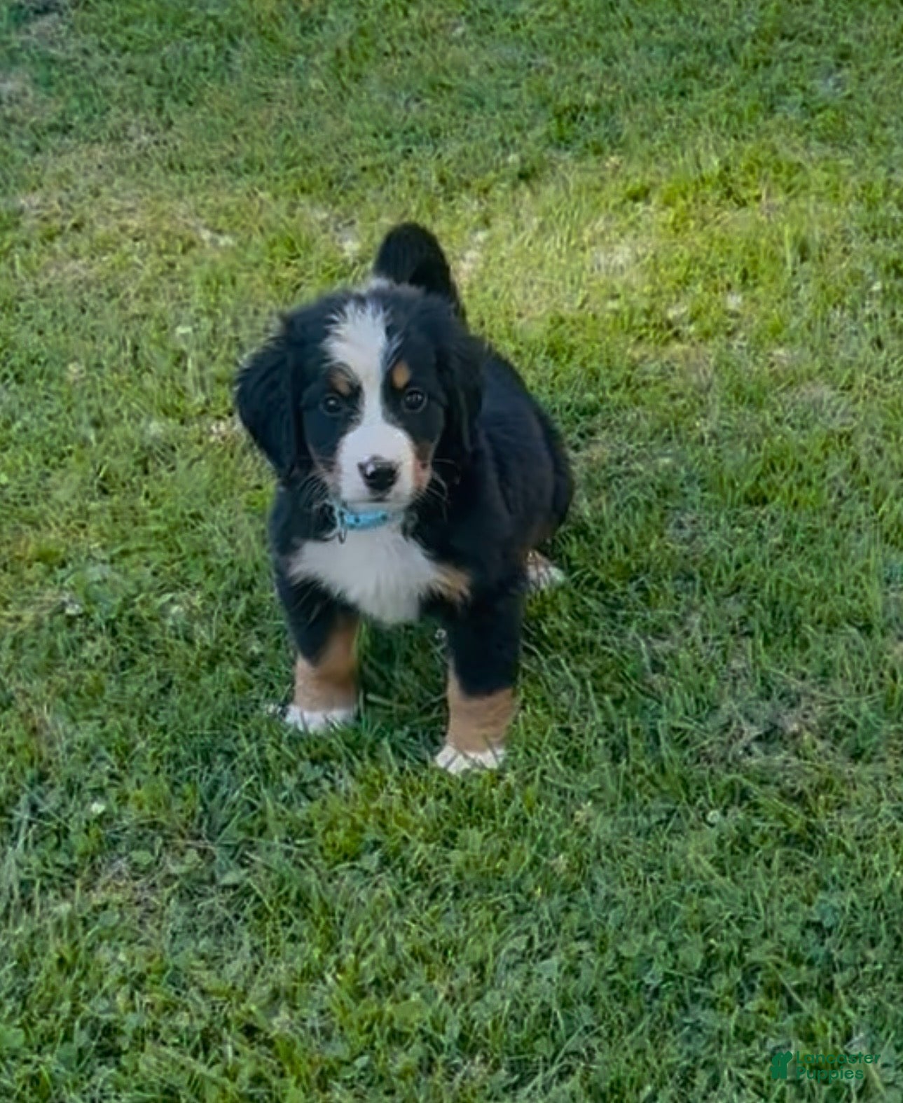 Bernese Mountain Dog dogs Berner bunch - Ad 1