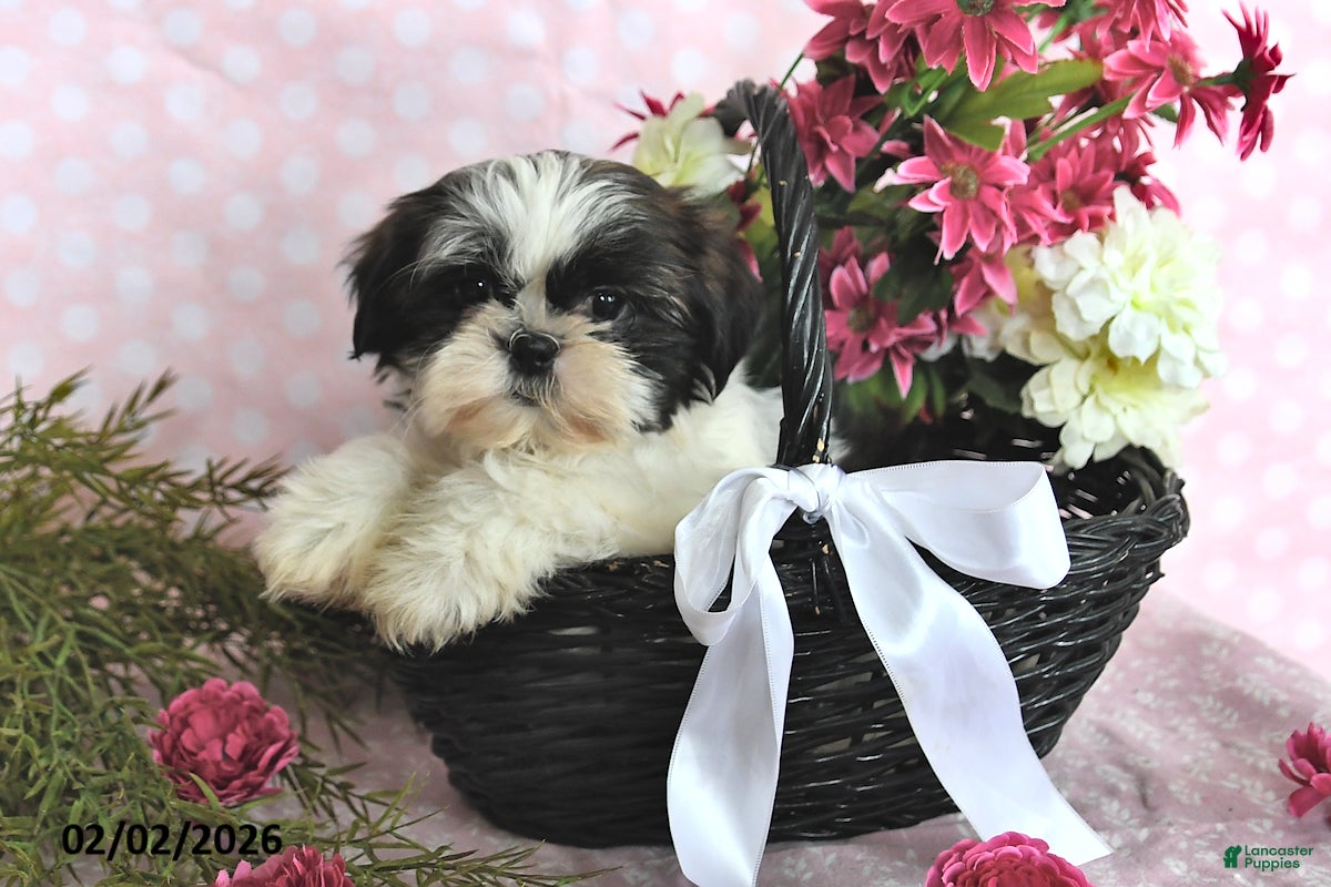 Shih Tzu dogs Ashley - Ad 13