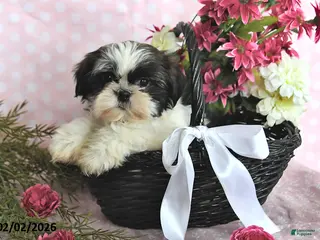 Shih Tzu dogs Ashley - Ad 13