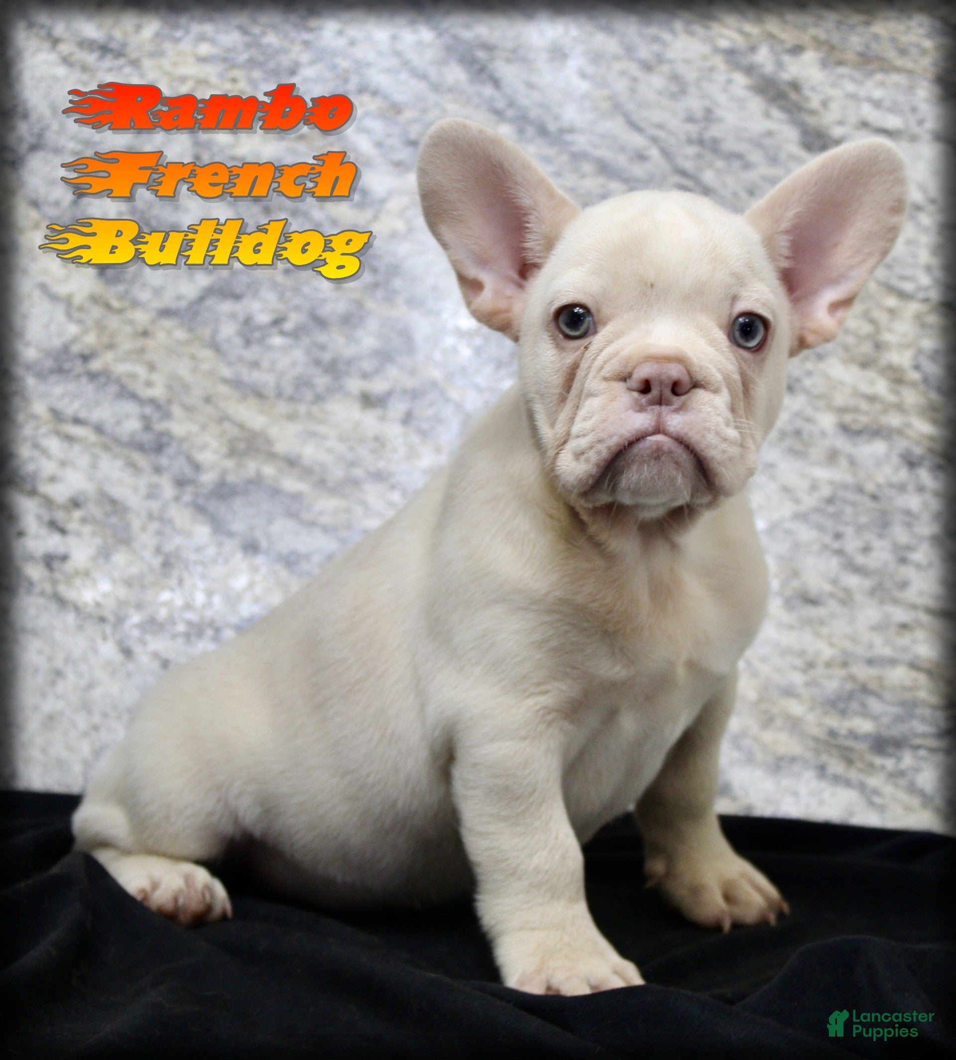French Bulldog dogs Rambo - Ad 1