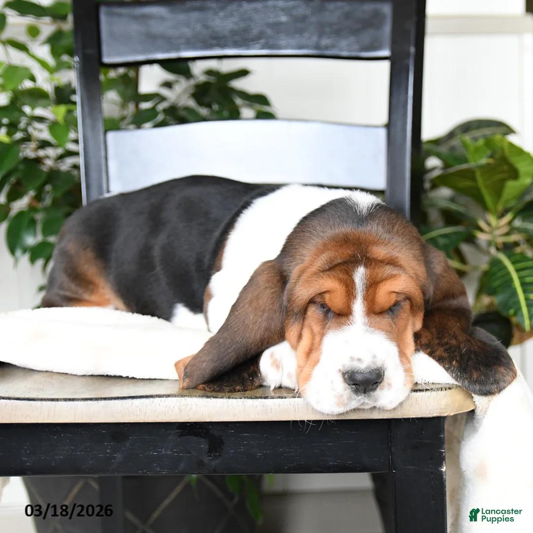Basset Hound dogs for sale: Jersey - Ad 2