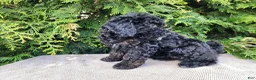 Mini Bernedoodle dogs for sale: Willow - Ad 9