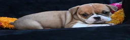 Mixed Breed dogs for sale: Macy - Ad 8