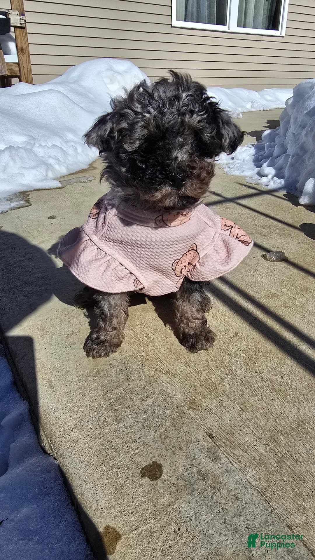 Toy Poodle dogs for sale: Jade - Ad 2