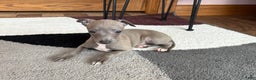 Italian Greyhound dogs for sale: Larry - Ad 21