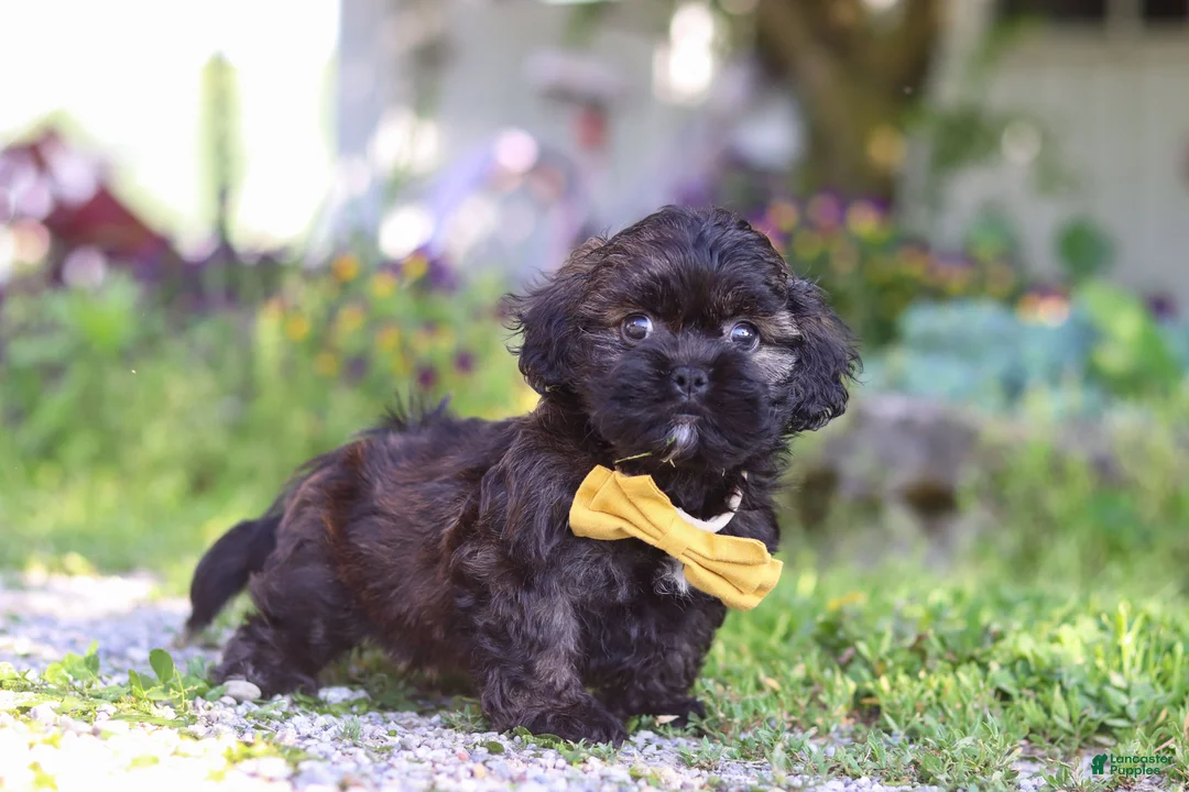 Shihpoo dogs for sale: Tristan - Ad 2