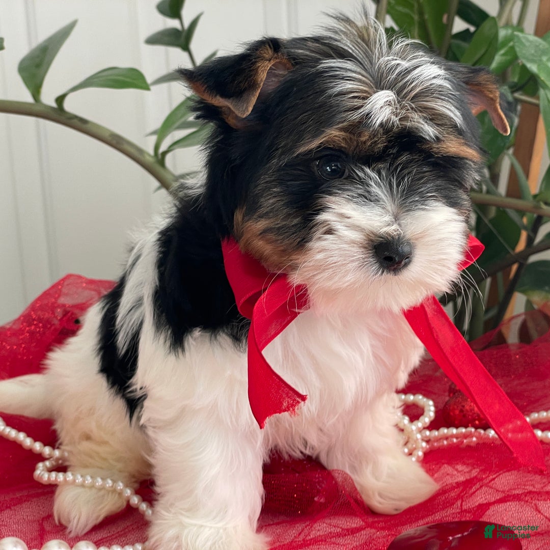 Biewer Terrier dogs for sale: Kricket - Ad 6