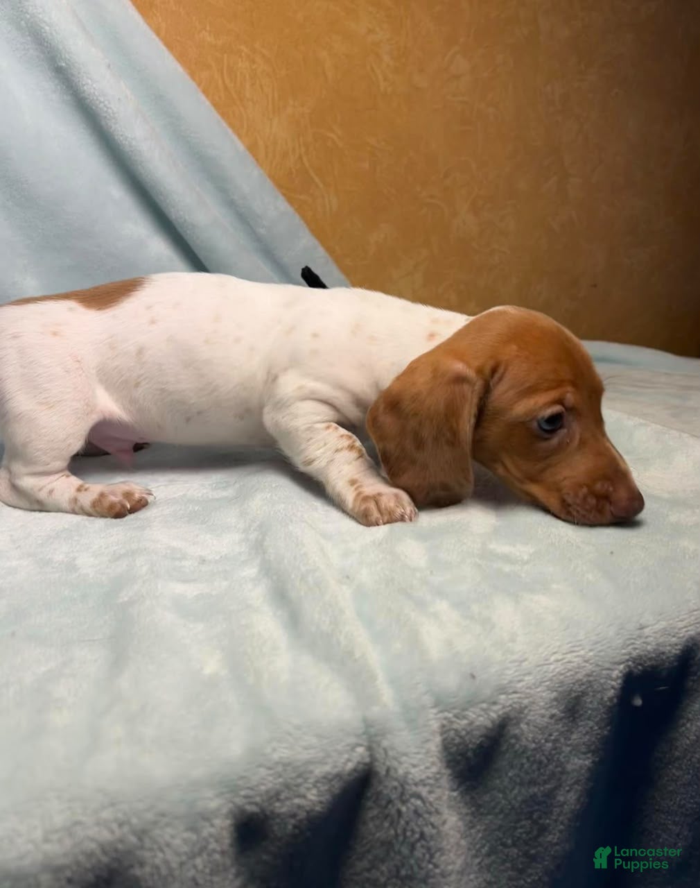 Dachshund dogs for sale: Brave heart - Ad 4