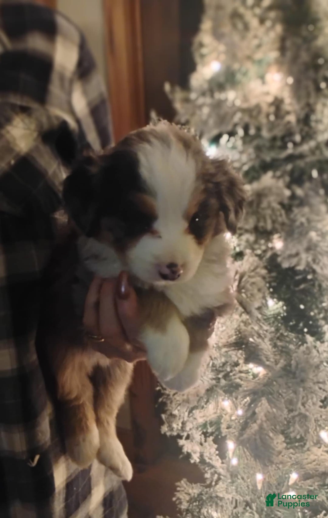 Australian Shepherd dogs for sale: heide - Ad 1