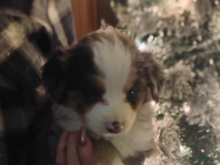 Australian Shepherd dogs heide - Ad 22