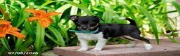 Toy Fox Terrier dogs for sale: Tracie - Ad 3