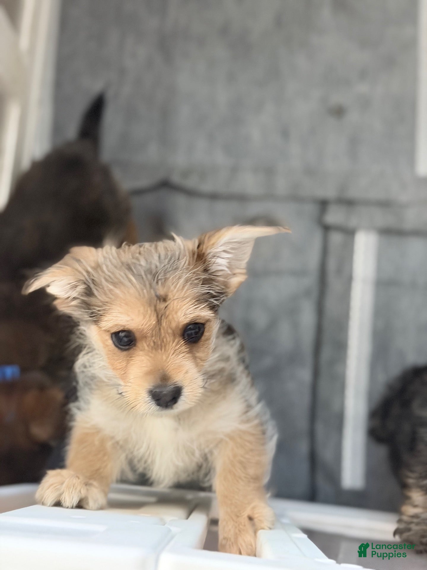 Mixed Breed dogs for sale: Mixed Breed 1 - Ad 42