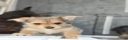 Mixed Breed dogs for sale: Mixed Breed 1 - Ad 1