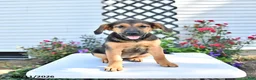 Golden Shepherd dogs for sale: Ruby - Ad 4