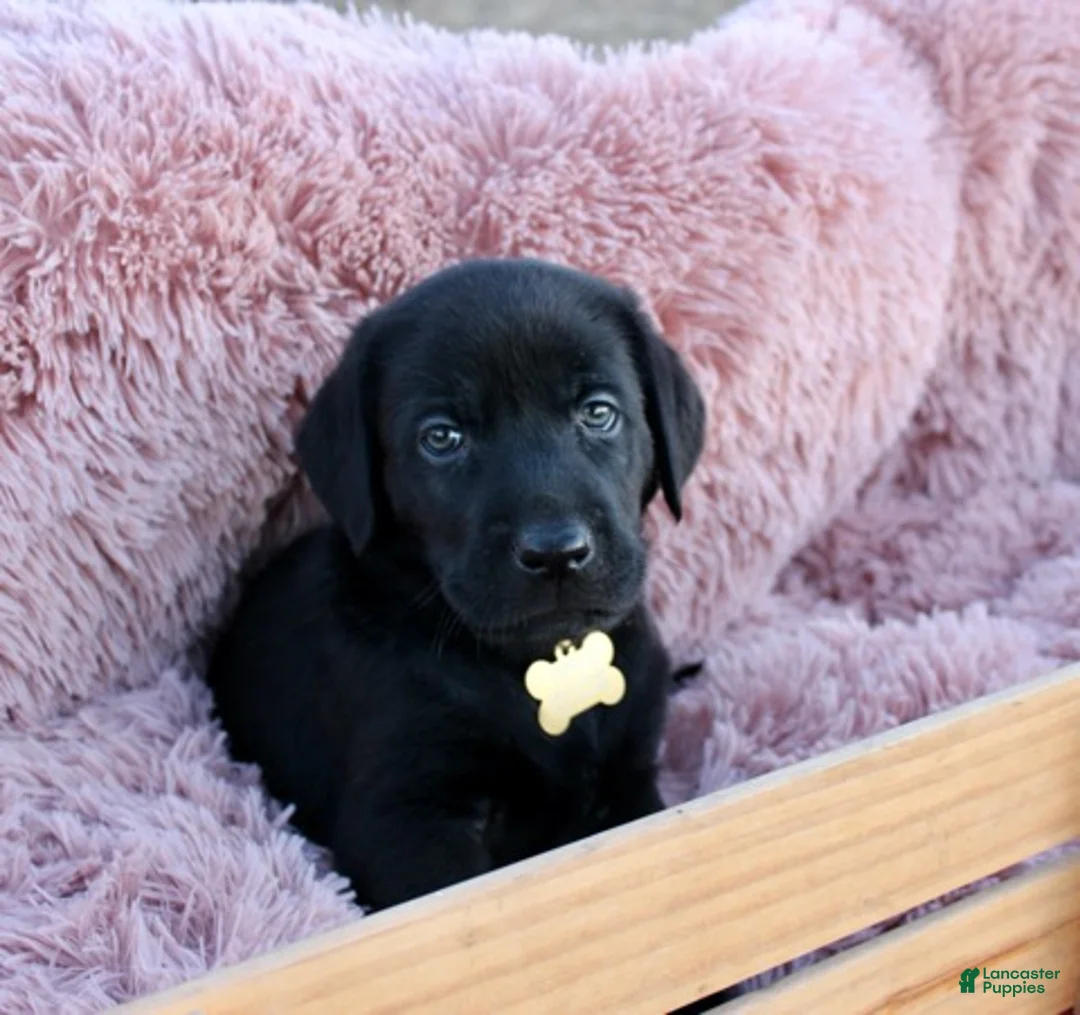 Labrador Retriever dogs for sale: Brown Collar - Ad 6