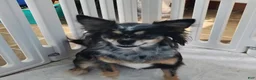 Pomchi dogs for sale: Adult/Bella - Ad 3