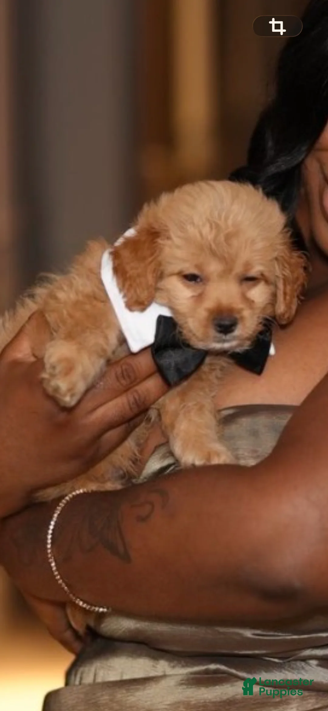 Maltipoo dogs for sale: Teddy - Ad 2